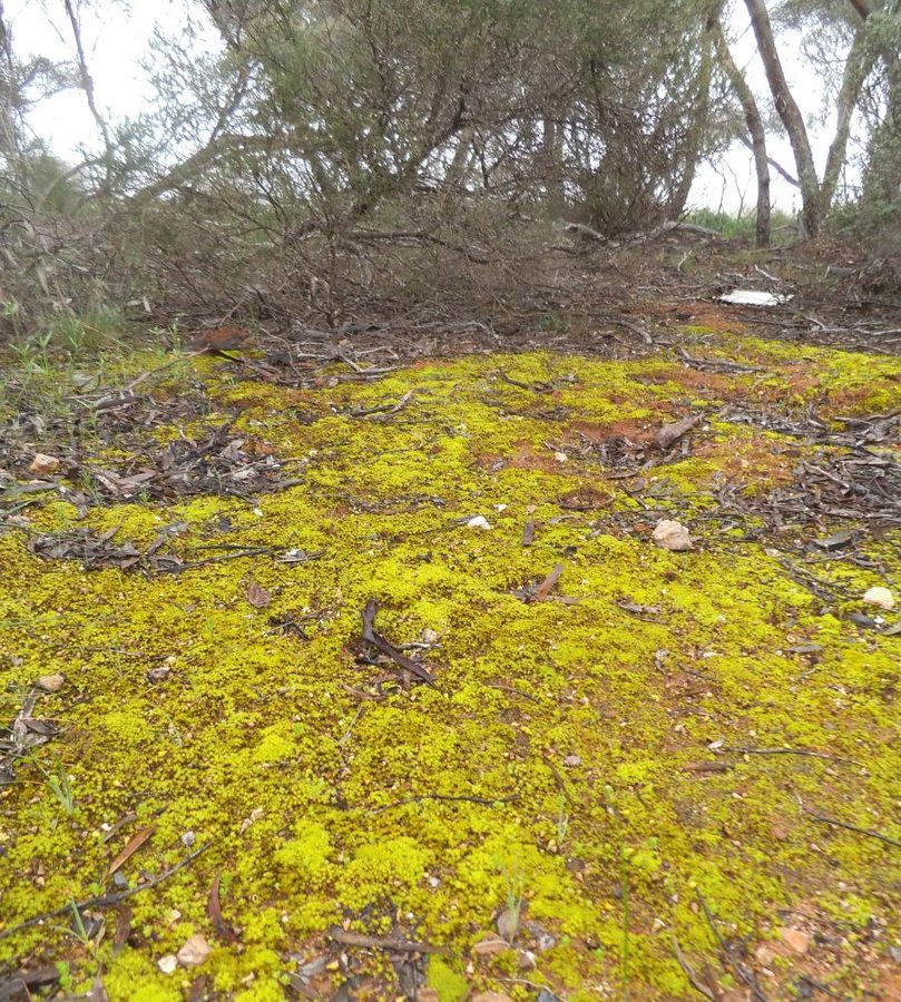 Moss in the Mallee small.JPG